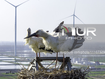 Oriental white storks are nesting on an iron tower in Huai'an, China, on March 29, 2024. (