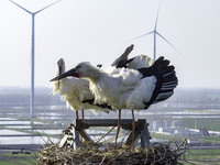 Oriental white storks are nesting on an iron tower in Huai'an, China, on March 29, 2024. (