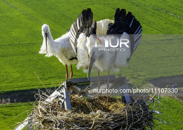 Oriental white storks are nesting on an iron tower in Huai'an, China, on March 29, 2024. 