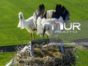 Oriental white storks are nesting on an iron tower in Huai'an, China, on March 29, 2024. (