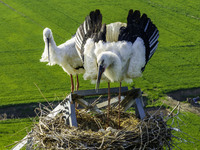 Oriental white storks are nesting on an iron tower in Huai'an, China, on March 29, 2024. (