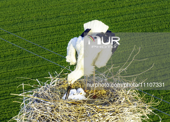 Oriental white storks are nesting on an iron tower in Huai'an, China, on March 29, 2024. 