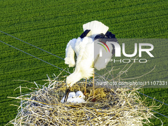 Oriental white storks are nesting on an iron tower in Huai'an, China, on March 29, 2024. (