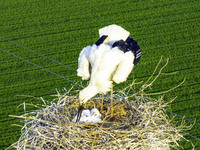 Oriental white storks are nesting on an iron tower in Huai'an, China, on March 29, 2024. (