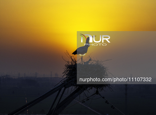 Oriental white storks are nesting on an iron tower in Huai'an, China, on March 29, 2024. 