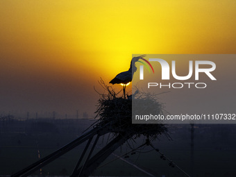 Oriental white storks are nesting on an iron tower in Huai'an, China, on March 29, 2024. (