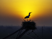 Oriental white storks are nesting on an iron tower in Huai'an, China, on March 29, 2024. (