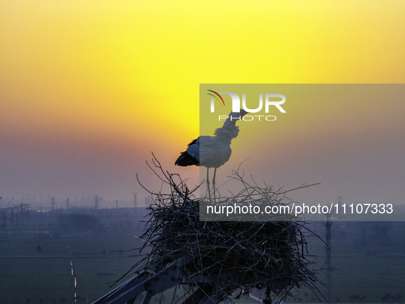 Oriental white storks are nesting on an iron tower in Huai'an, China, on March 29, 2024. 