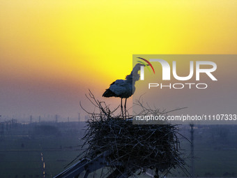 Oriental white storks are nesting on an iron tower in Huai'an, China, on March 29, 2024. (