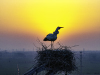 Oriental white storks are nesting on an iron tower in Huai'an, China, on March 29, 2024. (