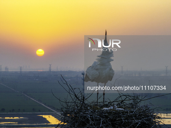 Oriental white storks are nesting on an iron tower in Huai'an, China, on March 29, 2024. 