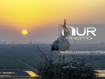 Oriental white storks are nesting on an iron tower in Huai'an, China, on March 29, 2024. (