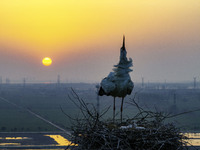 Oriental white storks are nesting on an iron tower in Huai'an, China, on March 29, 2024. (