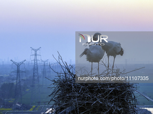 Oriental white storks are nesting on an iron tower in Huai'an, China, on March 29, 2024. 