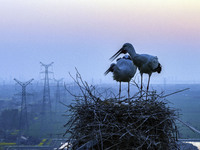 Oriental white storks are nesting on an iron tower in Huai'an, China, on March 29, 2024. (