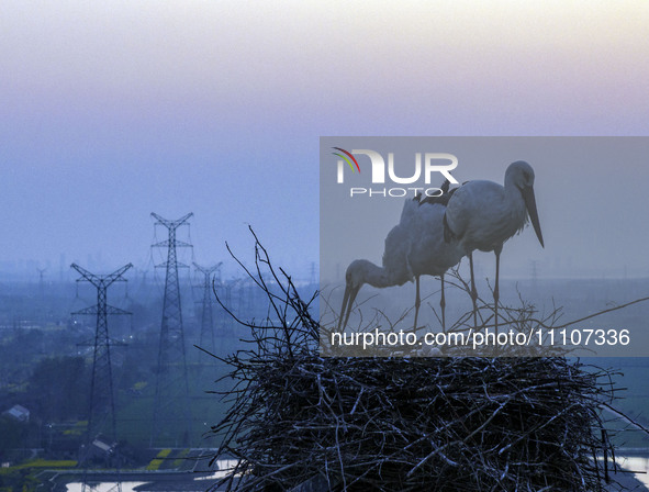 Oriental white storks are nesting on an iron tower in Huai'an, China, on March 29, 2024. 