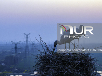 Oriental white storks are nesting on an iron tower in Huai'an, China, on March 29, 2024. (