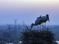 Oriental white storks are nesting on an iron tower in Huai'an, China, on March 29, 2024. (