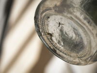 An Aedes aegypti mosquito, which is known for spreading dengue, is being observed in a container in Buenos Aires, Argentina, on March 30, 20...