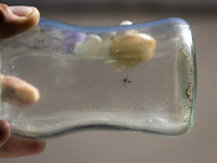 An Aedes aegypti mosquito, which is known for spreading dengue, is being observed in a container in Buenos Aires, Argentina, on March 30, 20...