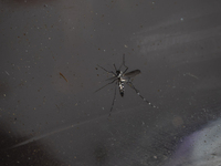 An Aedes aegypti mosquito, which is known for spreading dengue, is being observed in a container in Buenos Aires, Argentina, on March 30, 20...