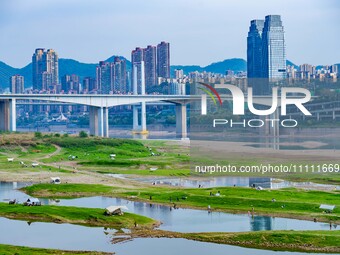 Tourists are camping and playing on the river beach as the water levels of the Yangtze and Jialing rivers continue to fall in Chongqing, Chi...