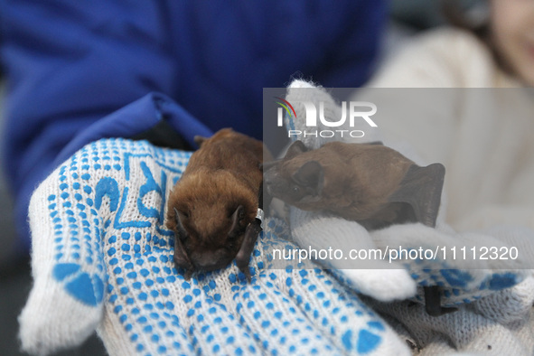 Bats from the Red Book are being released into their natural habitat in Zelenyi Hai, after being rescued during the winter in Dnipro and the...