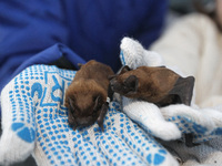 Bats from the Red Book are being released into their natural habitat in Zelenyi Hai, after being rescued during the winter in Dnipro and the...