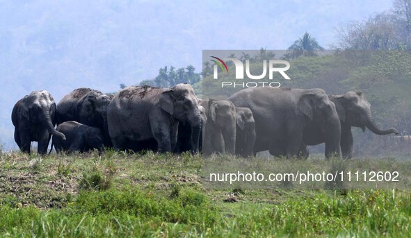 A herd of wild Asiatic elephants is roaming near a wetland at Thakurkuchi village on the outskirts of Guwahati, India, on April 1, 2024. 