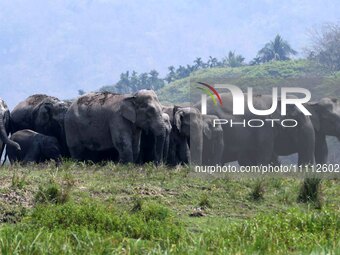 A herd of wild Asiatic elephants is roaming near a wetland at Thakurkuchi village on the outskirts of Guwahati, India, on April 1, 2024. (