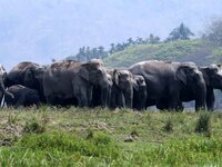 A herd of wild Asiatic elephants is roaming near a wetland at Thakurkuchi village on the outskirts of Guwahati, India, on April 1, 2024. (