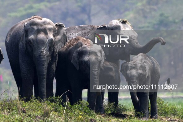 A herd of wild Asiatic elephants is grazing near a wetland in Thakurkuchi village, on the outskirts of Guwahati, India, on April 1, 2024. 