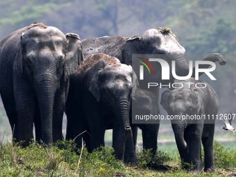 A herd of wild Asiatic elephants is grazing near a wetland in Thakurkuchi village, on the outskirts of Guwahati, India, on April 1, 2024. (