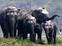 A herd of wild Asiatic elephants is grazing near a wetland in Thakurkuchi village, on the outskirts of Guwahati, India, on April 1, 2024. (