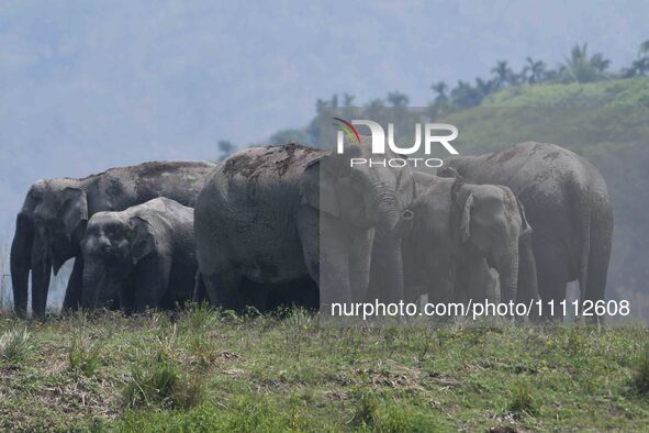 A herd of wild Asiatic elephants is grazing near a wetland in Thakurkuchi village, on the outskirts of Guwahati, India, on April 1, 2024. 