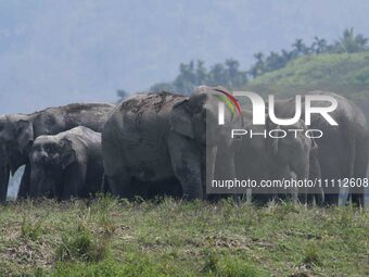 A herd of wild Asiatic elephants is grazing near a wetland in Thakurkuchi village, on the outskirts of Guwahati, India, on April 1, 2024. (