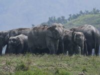 A herd of wild Asiatic elephants is grazing near a wetland in Thakurkuchi village, on the outskirts of Guwahati, India, on April 1, 2024. (