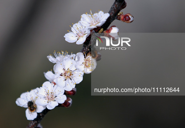 Bees are pollinating the flowers of a blooming fruit tree in spring in Dnipropetrovsk Region, Ukraine, on March 31, 2024. NO USE RUSSIA. NO...