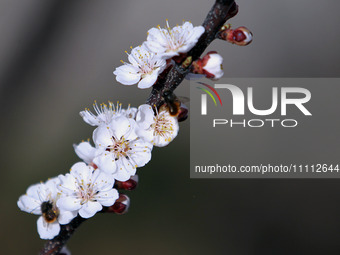 Bees are pollinating the flowers of a blooming fruit tree in spring in Dnipropetrovsk Region, Ukraine, on March 31, 2024. NO USE RUSSIA. NO...