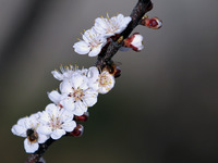 Bees are pollinating the flowers of a blooming fruit tree in spring in Dnipropetrovsk Region, Ukraine, on March 31, 2024. NO USE RUSSIA. NO...