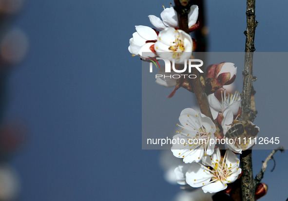 Bees are pollinating the flowers of a blooming fruit tree in spring in Dnipropetrovsk Region, Ukraine, on March 31, 2024. 