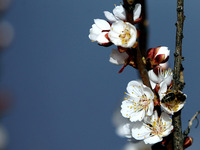 Bees are pollinating the flowers of a blooming fruit tree in spring in Dnipropetrovsk Region, Ukraine, on March 31, 2024. (