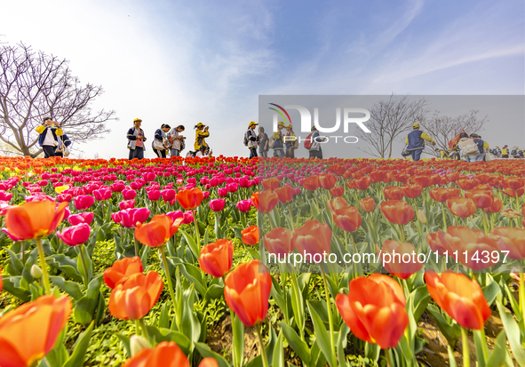 Primary school students are participating in a research activity amid blooming flowers at the Hongze Lake Wetland scenic spot in Sihong Coun...