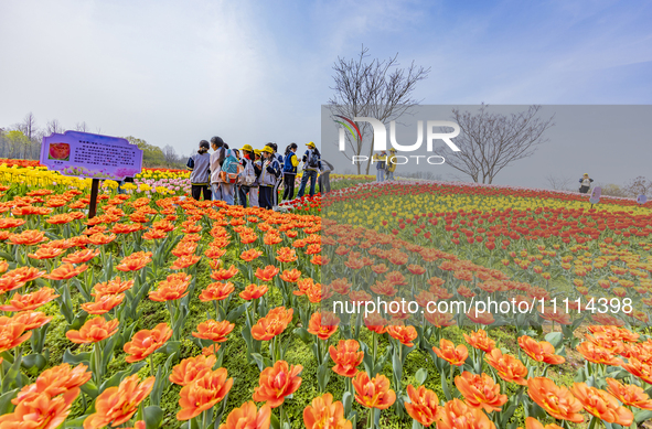 Primary school students are participating in a research activity amid blooming flowers at the Hongze Lake Wetland scenic spot in Sihong Coun...