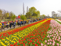 Primary school students are participating in a research activity amid blooming flowers at the Hongze Lake Wetland scenic spot in Sihong Coun...