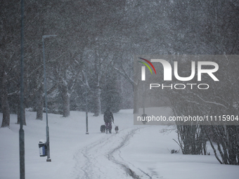 A man is walking with his puppies along a road during a snowfall in Linkoping, Sweden, on April 2, 2024. (