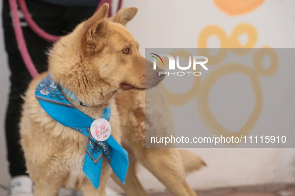 A dog with a blue bandana is seen during a cultural activity as part of World Autism Awareness Day in Ecatepec, Mexico, on April 2, 2024. 