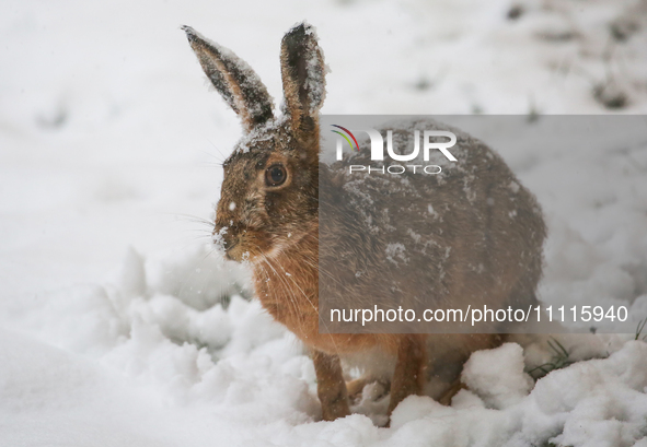 A rabbit is being seen during a snowfall in Linkoping, Sweden, on April 2, 2024. 