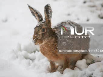 A rabbit is being seen during a snowfall in Linkoping, Sweden, on April 2, 2024. (