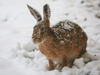 A rabbit is being seen during a snowfall in Linkoping, Sweden, on April 2, 2024. (